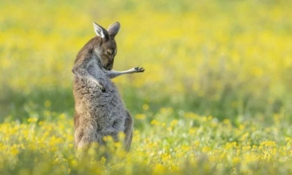 Забавные представители дикой природы без прикрас Забавные представители дикой природы без прикрас