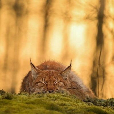 Прекрасные снимки дикой природы от финского фотографа Осси Сааринена (15 фото) Прекрасные снимки дикой природы от финского фотографа Осси Сааринена (15 фото)