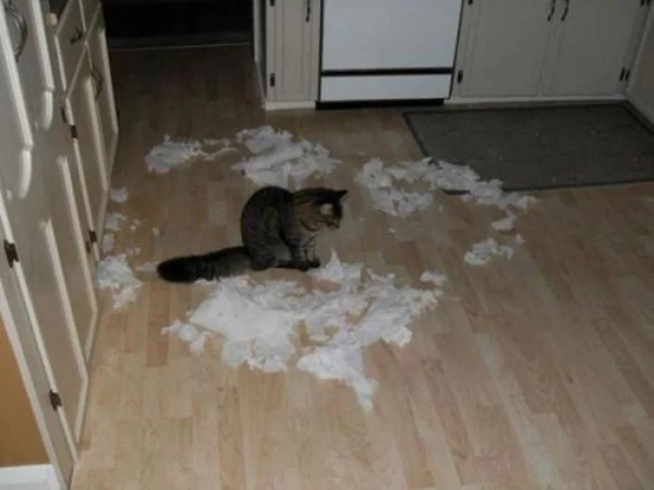 Домашние любимцы совершенно не понимают, за что их ругают Домашние любимцы совершенно не понимают, за что их ругают