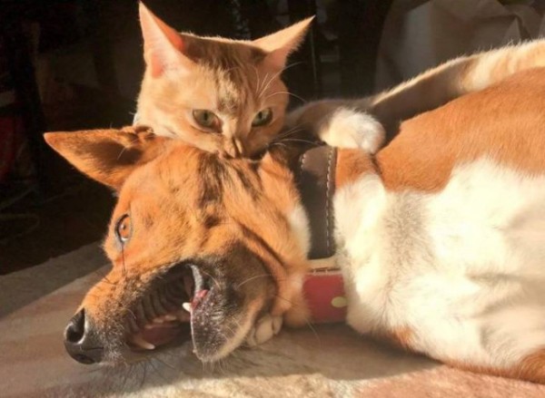 Настроение и эмоции в фотографиях с четвероногими любимцами (30 фото) Настроение и эмоции в фотографиях с четвероногими любимцами (30 фото)