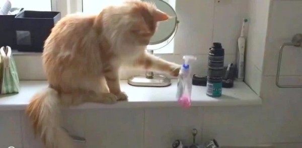 Домашние любимцы совершенно не понимают, за что их ругают Домашние любимцы совершенно не понимают, за что их ругают