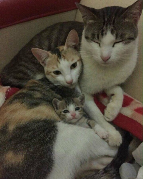 Котейки, которые вызовут улыбку (30 фото)