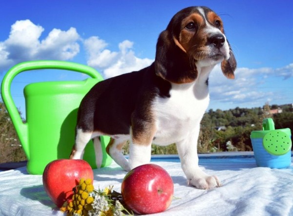 Эстонская гончая: фото и характеристики, особенности ухода Эстонская гончая: фото и характеристики, особенности ухода