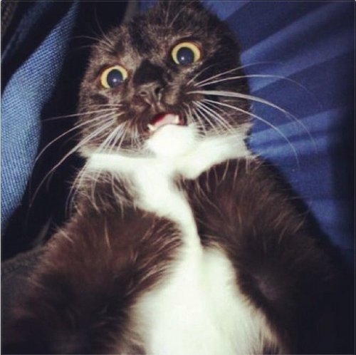 Настроение и эмоции в фотографиях с четвероногими любимцами (30 фото) Настроение и эмоции в фотографиях с четвероногими любимцами (30 фото)