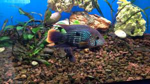 Акара бирюзовая: особенности содержания и размножения Акара бирюзовая: особенности содержания и размножения