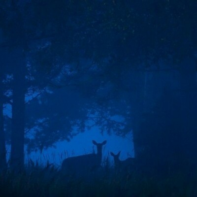 Прекрасные снимки дикой природы от финского фотографа Осси Сааринена (15 фото) Прекрасные снимки дикой природы от финского фотографа Осси Сааринена (15 фото)