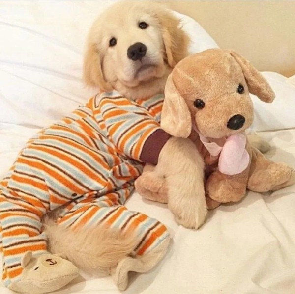 Хозяева наряжают питомцев в пижамы, курточки и штанишки как ценителей моды Хозяева наряжают питомцев в пижамы, курточки и штанишки как ценителей моды