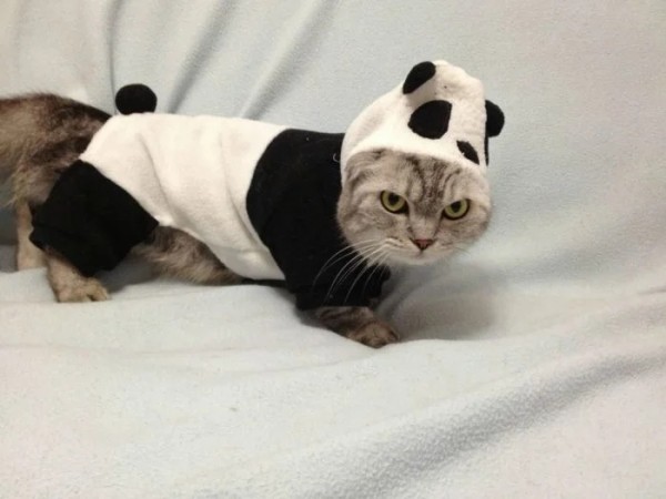 Хозяева наряжают питомцев в пижамы, курточки и штанишки как ценителей моды Хозяева наряжают питомцев в пижамы, курточки и штанишки как ценителей моды