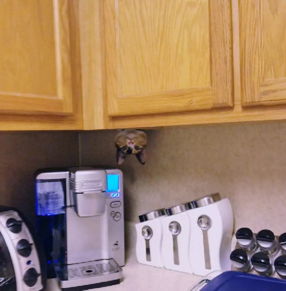 Котики и их забавные попытки слиться с окружением Котики и их забавные попытки слиться с окружением