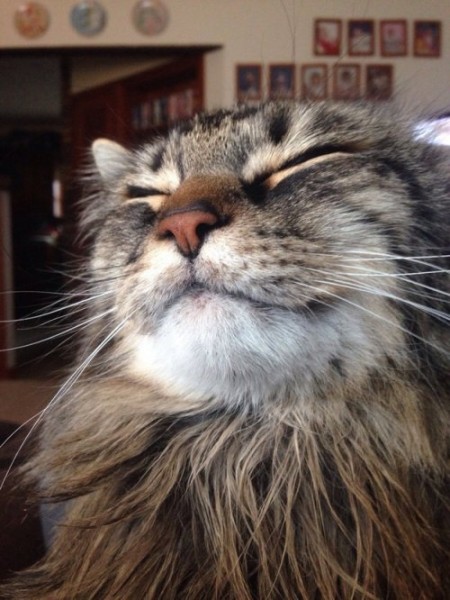 Настроение и эмоции в фотографиях с четвероногими любимцами (30 фото) Настроение и эмоции в фотографиях с четвероногими любимцами (30 фото)