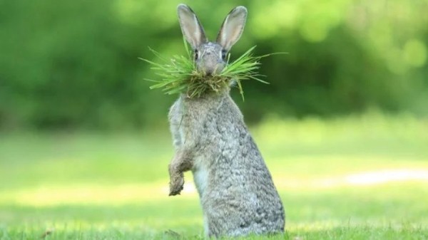 Забавные представители дикой природы без прикрас Забавные представители дикой природы без прикрас