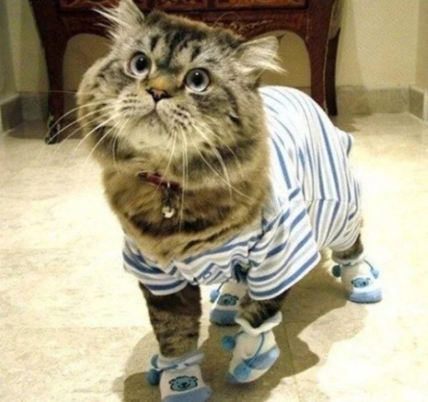 Хозяева наряжают питомцев в пижамы, курточки и штанишки как ценителей моды Хозяева наряжают питомцев в пижамы, курточки и штанишки как ценителей моды