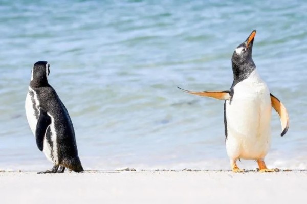 Забавные представители дикой природы без прикрас Забавные представители дикой природы без прикрас