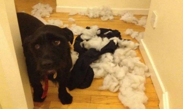 Домашние любимцы совершенно не понимают, за что их ругают Домашние любимцы совершенно не понимают, за что их ругают