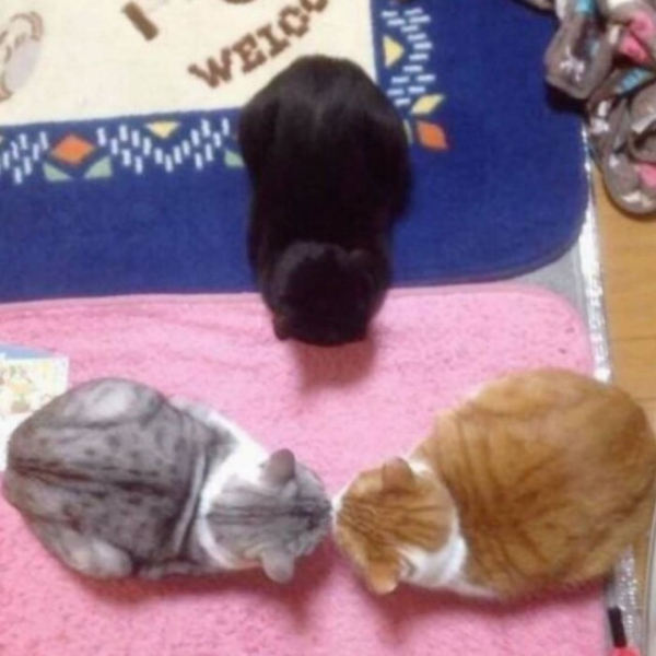 Котейки, которые вызовут улыбку (30 фото)