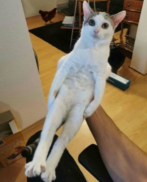 Котейки, которые вызовут улыбку (30 фото)