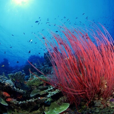 Есть мир такой красивый, волшебным кажется он нам (22 фото) Есть мир такой красивый, волшебным кажется он нам (22 фото)