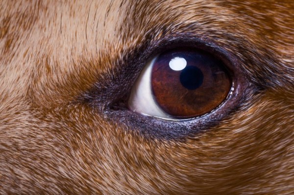 Глаза собачьи смотрят прямо в душу (20 фото) Глаза собачьи смотрят прямо в душу (20 фото)