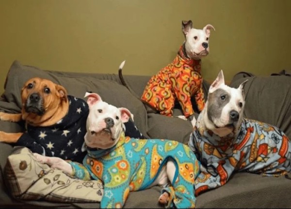Хозяева наряжают питомцев в пижамы, курточки и штанишки как ценителей моды Хозяева наряжают питомцев в пижамы, курточки и штанишки как ценителей моды