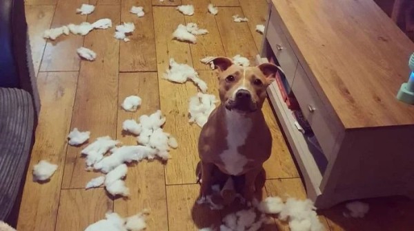 Домашние любимцы совершенно не понимают, за что их ругают Домашние любимцы совершенно не понимают, за что их ругают