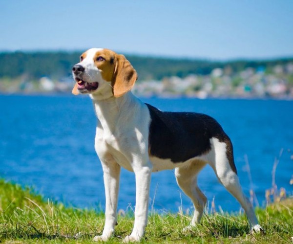 Эстонская гончая: фото и характеристики, особенности ухода