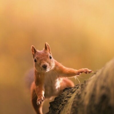 Прекрасные снимки дикой природы от финского фотографа Осси Сааринена (15 фото) Прекрасные снимки дикой природы от финского фотографа Осси Сааринена (15 фото)