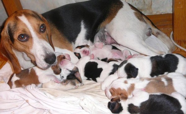 Эстонская гончая: фото и характеристики, особенности ухода Эстонская гончая: фото и характеристики, особенности ухода