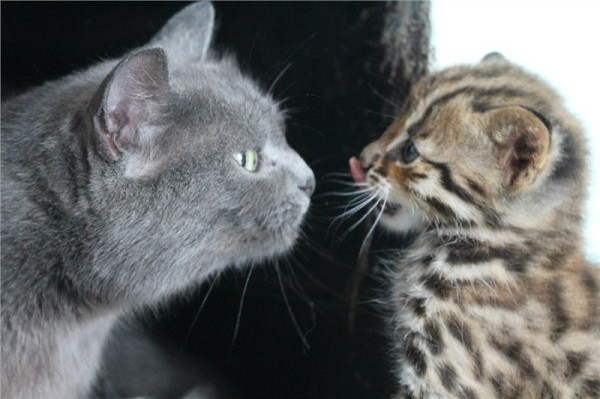 5 трогательных случаев, когда кошки «усыновили» необычных детенышей 5 трогательных случаев, когда кошки «усыновили» необычных детенышей