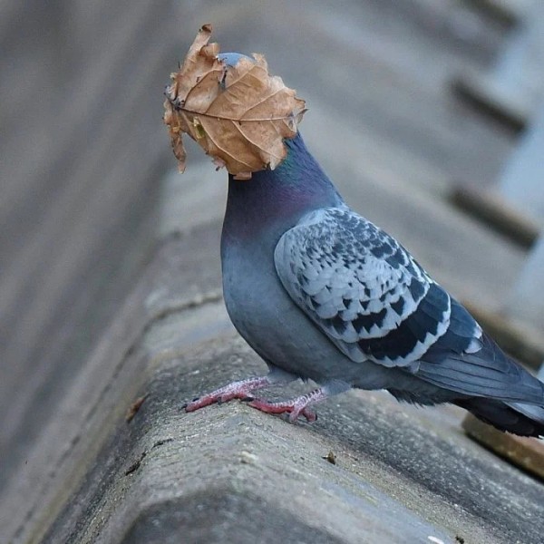 Забавные представители дикой природы без прикрас Забавные представители дикой природы без прикрас