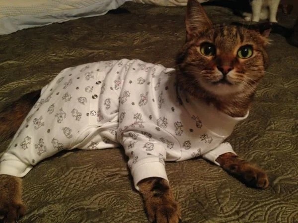 Хозяева наряжают питомцев в пижамы, курточки и штанишки как ценителей моды Хозяева наряжают питомцев в пижамы, курточки и штанишки как ценителей моды