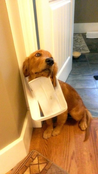 Домашние любимцы совершенно не понимают, за что их ругают Домашние любимцы совершенно не понимают, за что их ругают