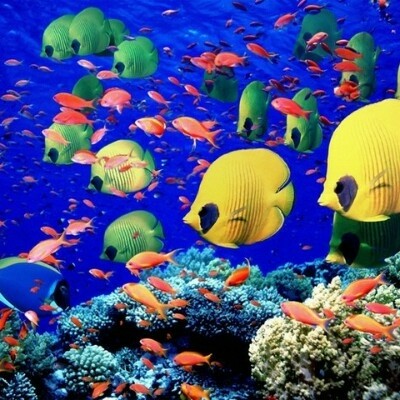 Есть мир такой красивый, волшебным кажется он нам (22 фото) Есть мир такой красивый, волшебным кажется он нам (22 фото)