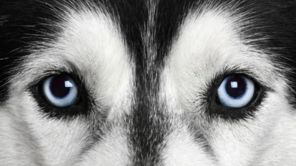 Глаза собачьи смотрят прямо в душу (20 фото) Глаза собачьи смотрят прямо в душу (20 фото)