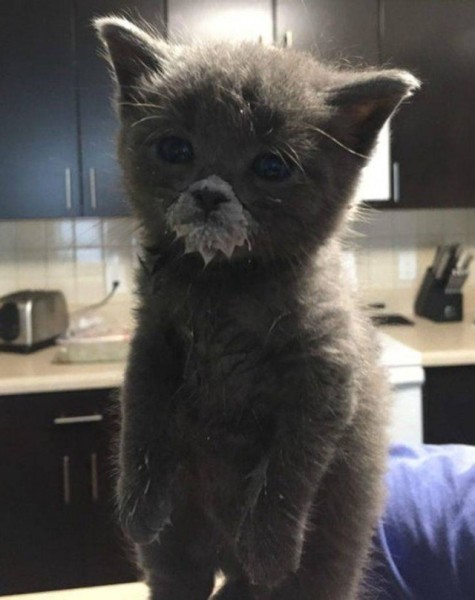 Настроение и эмоции в фотографиях с четвероногими любимцами (30 фото) Настроение и эмоции в фотографиях с четвероногими любимцами (30 фото)