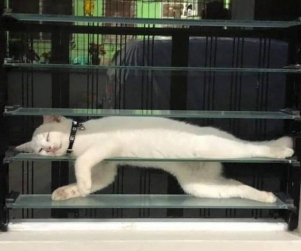 Настроение и эмоции в фотографиях с четвероногими любимцами (30 фото) Настроение и эмоции в фотографиях с четвероногими любимцами (30 фото)