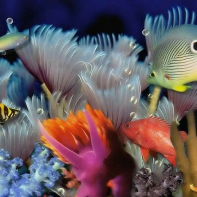 Есть мир такой красивый, волшебным кажется он нам (22 фото) Есть мир такой красивый, волшебным кажется он нам (22 фото)