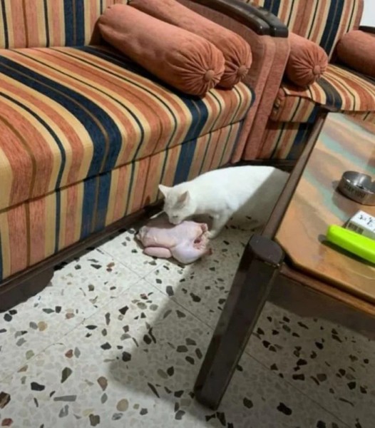 Котики и их забавные попытки слиться с окружением Котики и их забавные попытки слиться с окружением