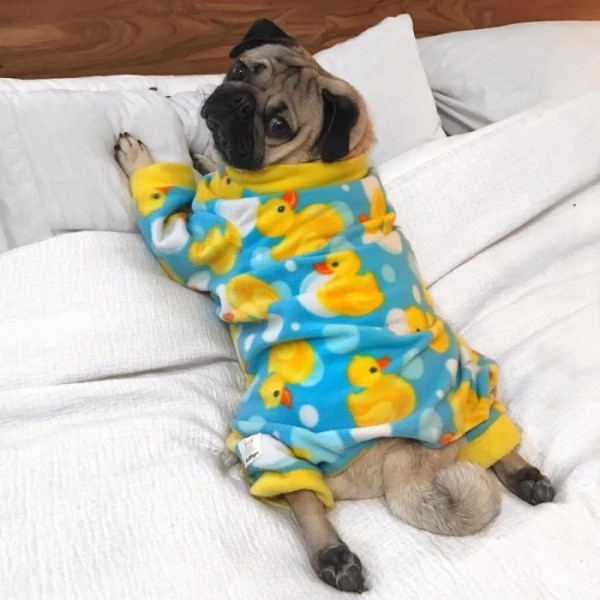 Хозяева наряжают питомцев в пижамы, курточки и штанишки как ценителей моды Хозяева наряжают питомцев в пижамы, курточки и штанишки как ценителей моды