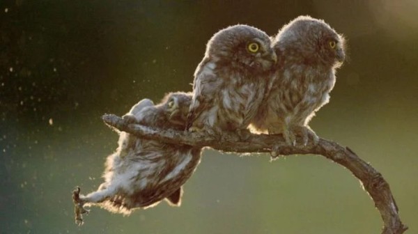 Забавные представители дикой природы без прикрас Забавные представители дикой природы без прикрас