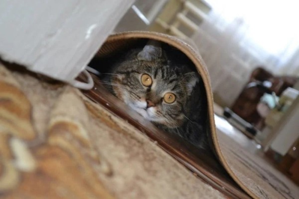 Котики и их забавные попытки слиться с окружением Котики и их забавные попытки слиться с окружением