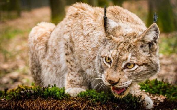 7 животных, которых запрещено содержать в домашних условиях c 1 января 2020 года 7 животных, которых запрещено содержать в домашних условиях c 1 января 2020 года