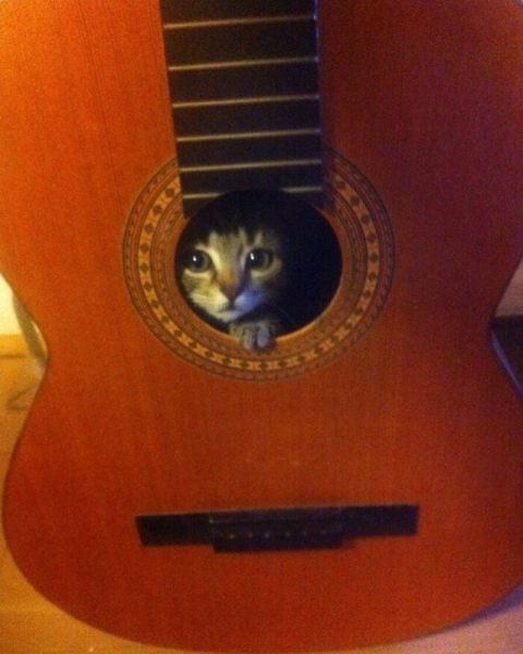 Котейки, которые вызовут улыбку (30 фото)