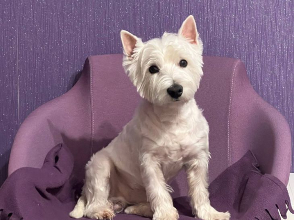 Как определить, что ваш пес в стрессе: 5 неочевидных признаков Как определить, что ваш пес в стрессе: 5 неочевидных признаков