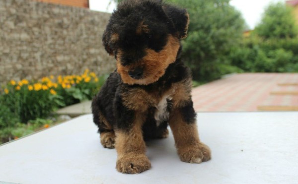 Эрдельтерьер: фото собаки, содержание и уход, характеристики Эрдельтерьер: фото собаки, содержание и уход, характеристики