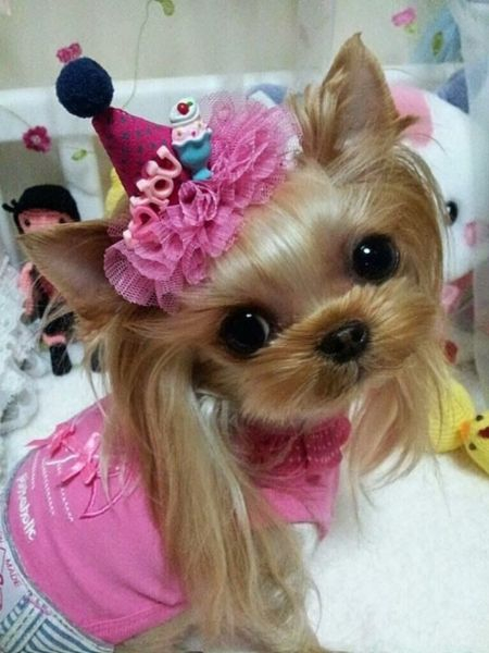 Гламурные модные йорки (30 фото) Гламурные модные йорки (30 фото)