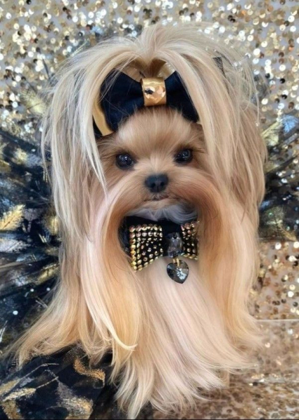 Гламурные модные йорки (30 фото) Гламурные модные йорки (30 фото)