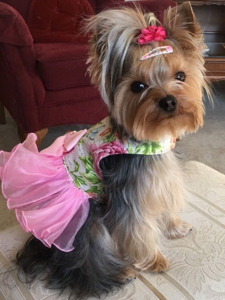 Гламурные модные йорки (30 фото) Гламурные модные йорки (30 фото)