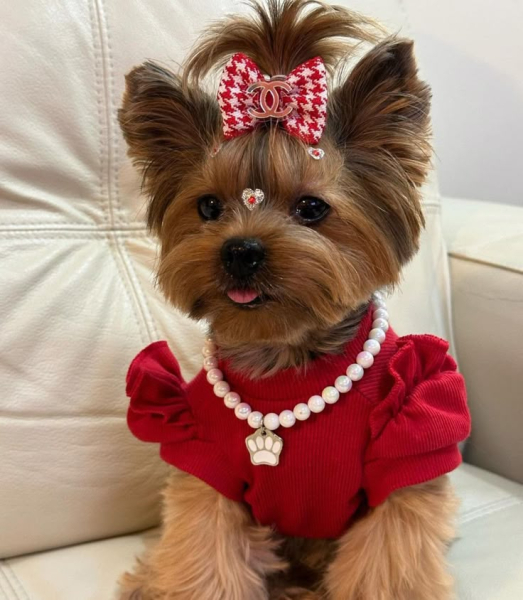 Гламурные модные йорки (30 фото) Гламурные модные йорки (30 фото)