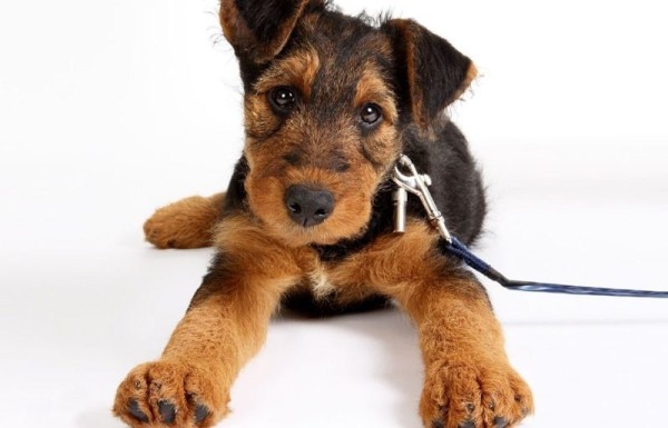 Эрдельтерьер: фото собаки, содержание и уход, характеристики Эрдельтерьер: фото собаки, содержание и уход, характеристики