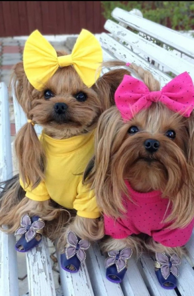 Гламурные модные йорки (30 фото) Гламурные модные йорки (30 фото)